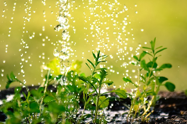 Ekologiczne ogrodnictwo. Pamiętaj o ekologii – Jak podlewać rośliny ogrodowe?