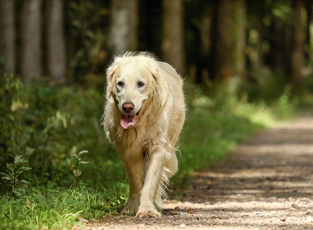 Przyczyny i leczenie biegunki u psa
