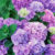 Ogród w stylu prowansalskim: Tworzenie romantycznego ogrodu z pięknymi kolorami i aromatycznymi roślinami charakterystycznymi dla południowej Francji
